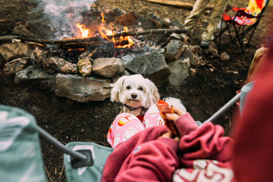 Dog and child by campfire
