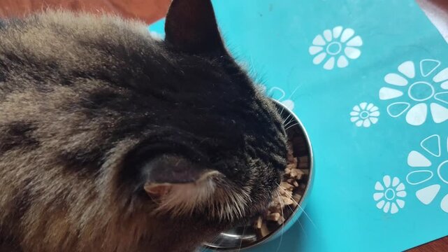 a brown cat is eating cat food