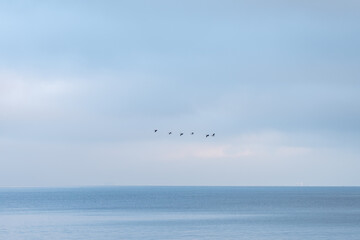 Fototapeta premium flock of seagulls flying over the sea