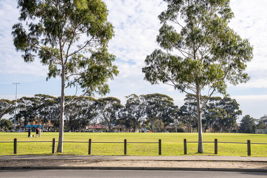 An open sports oval framed by gum trees, people chat and walk dogs in distance. Melbourne Australia. Concept of community recreation, local parks, and everyday outdoor life in Australian suburbs