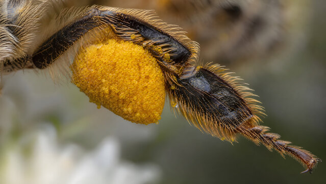 Extreme macro of a honeybee's pollen basket packed with pollen