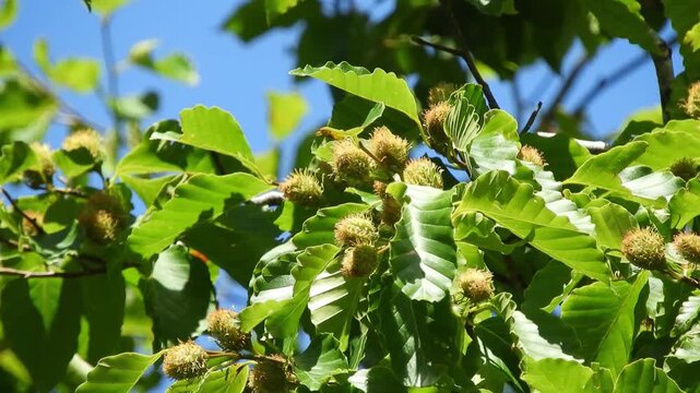 【4K】新緑の森に実る野生のブナ：トゲのある特徴的な果実と木漏れ日。青森の山林に息づく初夏のボタニカル自然映像素材　[4K] Japanese Beech (Fagus crenata) Tree with Spiky Green Nuts: Close-up Nature B-roll in Aomori Japan 撮影日：20260707-2