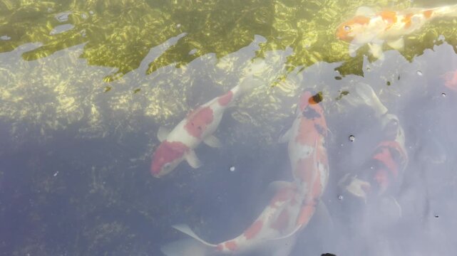 Vibrant koi fish swimming beneath sun rays in a peaceful garden pond, colorful ornamental carp creating a relaxing aquatic scene for zen, meditation, nature and luxury landscaping in UHD video.