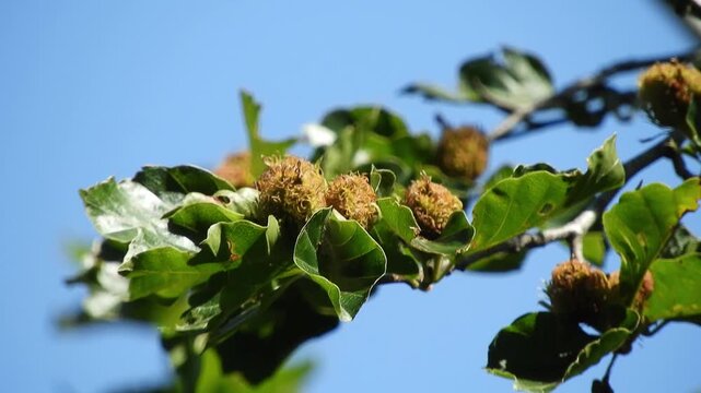 【4K】新緑の森に実る野生のブナ：トゲのある特徴的な果実と木漏れ日。青森の山林に息づく初夏のボタニカル自然映像素材　[4K] Japanese Beech (Fagus crenata) Tree with Spiky Green Nuts: Close-up Nature B-roll in Aomori Japan 撮影日：20260707-1