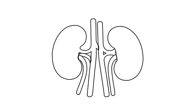 Simple Urology Organ Vector Drawing with Urinary System Outline