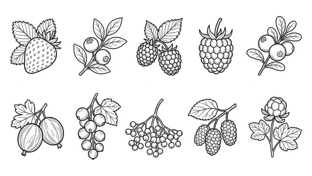 Detailed Berry Line Art Set with Strawberry Gooseberry and Elderberry