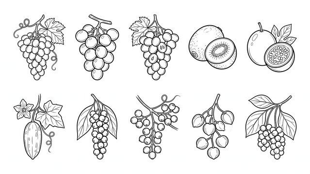Hand drawn vine fruit icon set grapes kiwi passion fruit currant physalis line art coloring book vector illustration