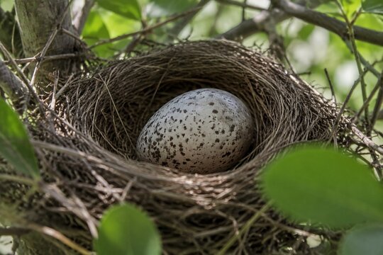 Single cuckoo egg lying in a nest belonging to a smaller bird.