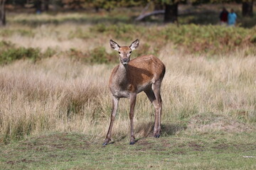 Naklejka premium Female red deer hind standing alert in a grassy meadow during autumn