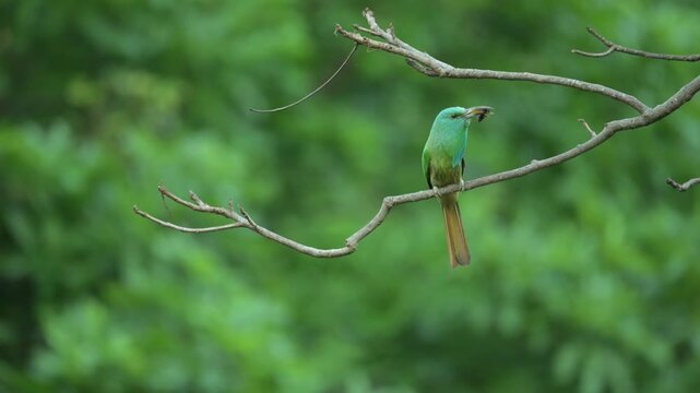 A Blue bearded Bee eater showcasing its vibrant green plumage, long down curved bill, and distinct blue highlights on its head, perched gracefully on a tree branch against a bright green background.