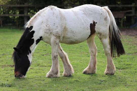 Beautiful gypsy vanner horse grazing in a green pasture field outdoors