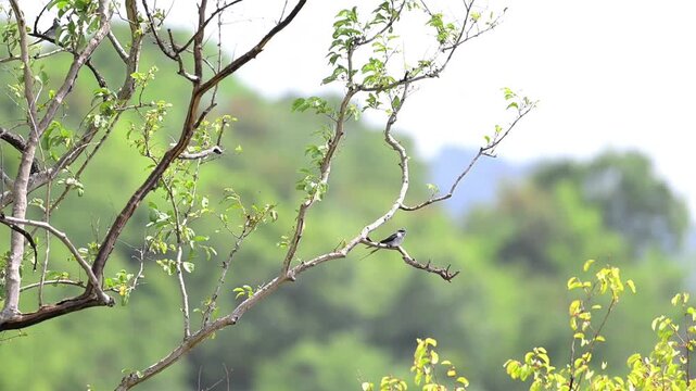 A Crested Treeswift showing its distinct crest and long, deeply forked tail, perched gracefully on a slender tree branch with moving with wind against a soft, blurred forest green background.