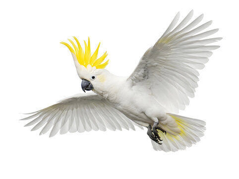 Sulphurcrested cockatoo isolated on transparent background