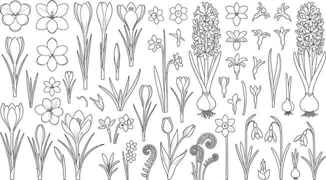 Hand Drawn Spring Flower Botanical Collection with Floral Outline Elements and Garden Plants