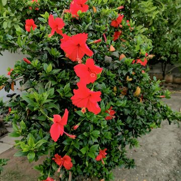 Vibrant gudhal or china rose flower shrub with dense green leaves, tropical ornamental plant gardening concept