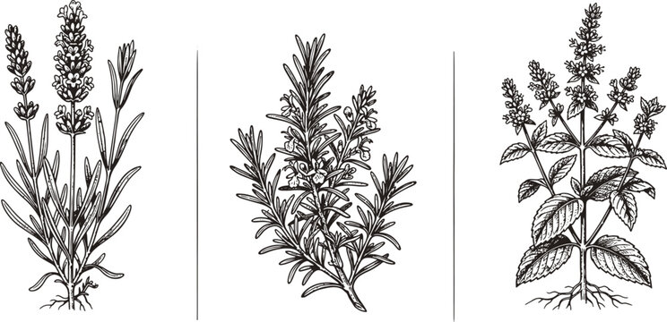 Hand drawn botanical illustration of three different medicinal herbs with botanical lavender culinary ingredient wellness medicine illustration blooming aromatic isolated seasoning