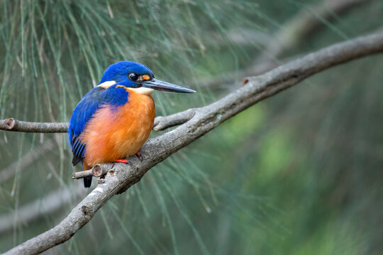 Azure kingfisher (Ceyx azureus), Capertee Valley, NSW, Australia. Beautiful Australian kingfisher.