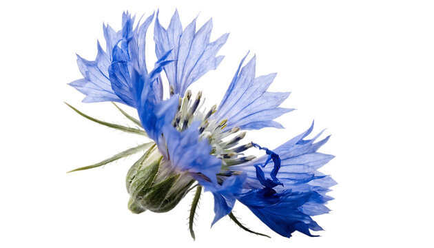 Flying cornflower Centaurea cyanus falling with soft natural lighting cut out isolated on white background PNG. AI generated.