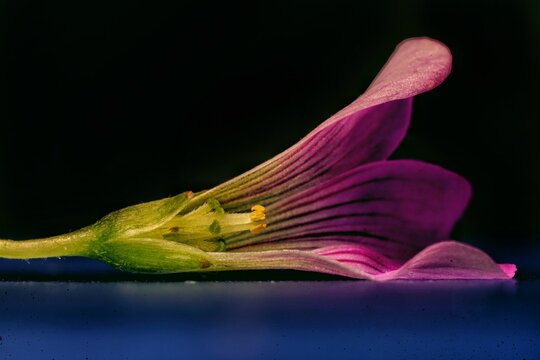 The cut out view of a wood sorrel flower