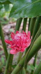 Obraz premium a vertical close-up shot capturing a vibrant pink torch ginger flower, locally known as bunga kantan, blooming beautifully on its stem in an organic herb garden.