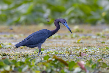 Fototapeta premium Little blue heron walking in the marshes