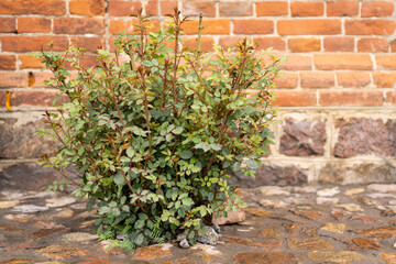 Naklejka premium Rose bush with fresh buds beginning to bloom in a garden. Symbolize spring, growth, beauty, and new beginnings. Perfect for gardening, botanical, floral, and nature concepts.