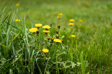 Fototapeta premium Bright yellow dandelions flowers bloom in a green field during. The scene captures the simplicity of spring with the flowers surrounded by grass.