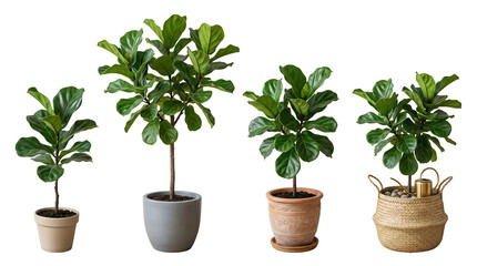Fototapeta premium Collection of Fiddle Leaf Fig Plants in Various Pots on a Transparent Background