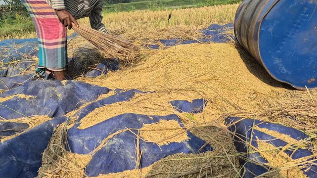 Farmer Cleaning Straw From Threshed Paddy Grains Using Stick Broom Bangladesh