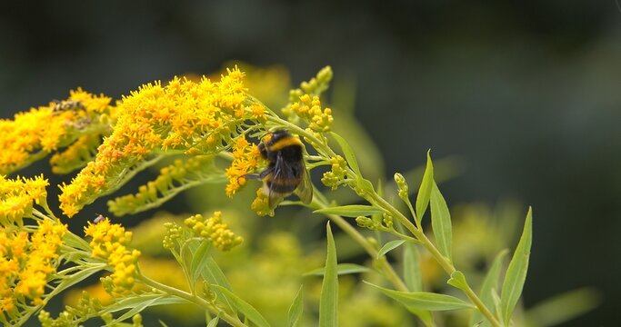 Macro - Bumblebee on a yellow flower.