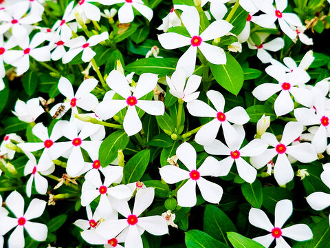 White Catharanthus flowers with green leaves