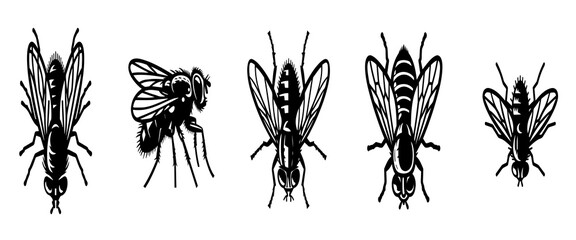Bee silhouette vector collection, honey bee and flying insect icons in different views, black monochrome illustration set © fah 027