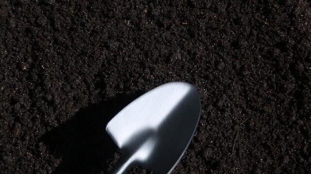 A human hand holds and carefully drops one flat oval white pumpkin seed directly onto a dark brown fertile soil surface in a close-up from top to bottom during spring planting in a garden.