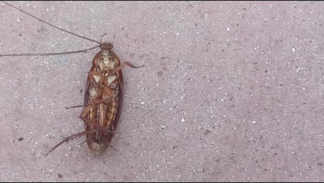 An American cockroach (*Periplaneta americana*), a vector of disease-causing pathogens, lies sprawled on the floor.
