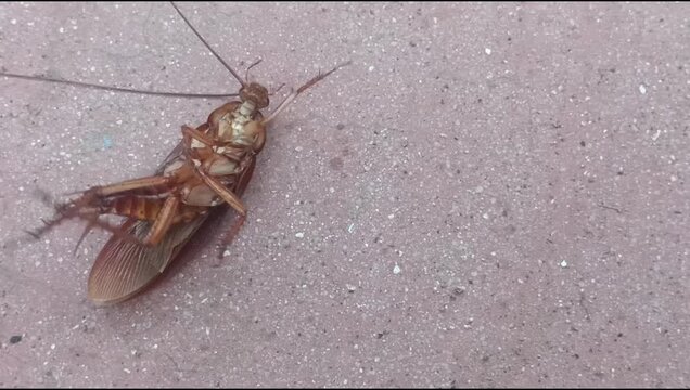 An American cockroach (*Periplaneta americana*), a vector of disease-causing pathogens, lies sprawled on the floor.