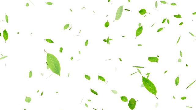 Falling Green Leaf, Autumn leaves falling animation overlay, Realistic green leaf fall animation, falling green leaves on white background.
3D animation of a mint leaves flow with alpha layer