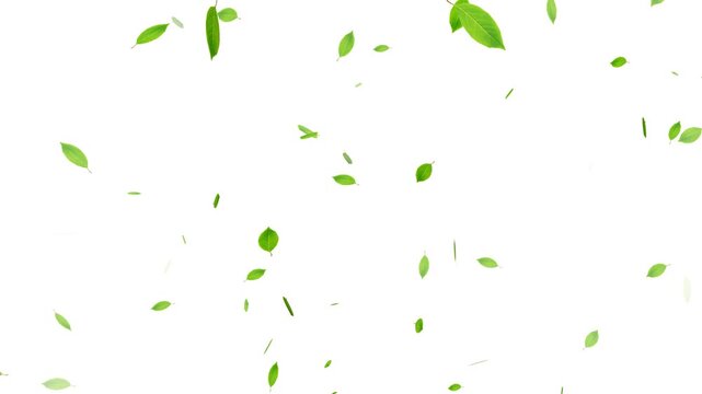 Falling Green Leaf, Autumn leaves falling animation overlay, Realistic green leaf fall animation, falling green leaves on white background.
3D animation of a mint leaves flow with alpha layer