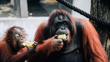 Close up of Orangutans or pongo pygmaeus is a subspecies of Sumatra eating fruit, Sumatra, Indonesia.  © pinan
