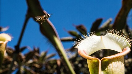 Close up of Insect is tempted by the sweet nectar of the carnivorous pitcher plant, Borneo, Malaysia.  © pinan
