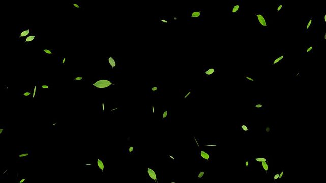 Green leaves are flying in slow motion. Green Leaves flying with Alpha Channel, Autumn spring season leaves fall,
Falling Leaves Storm &ndash; Whirlwind of Autumn Foliage Loop
