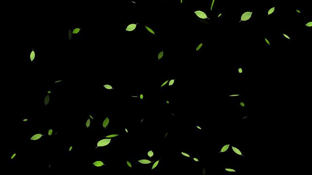 Green leaves are flying in slow motion. Green Leaves flying with Alpha Channel, Autumn spring season leaves fall,
Falling Leaves Storm &ndash; Whirlwind of Autumn Foliage Loop
