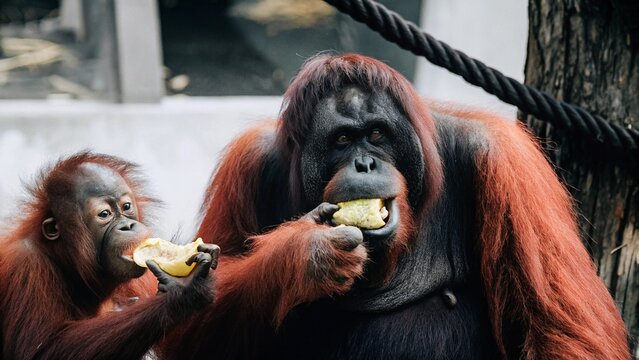 Close up of Orangutans or pongo pygmaeus is a subspecies of Sumatra eating fruit, Sumatra, Indonesia.
