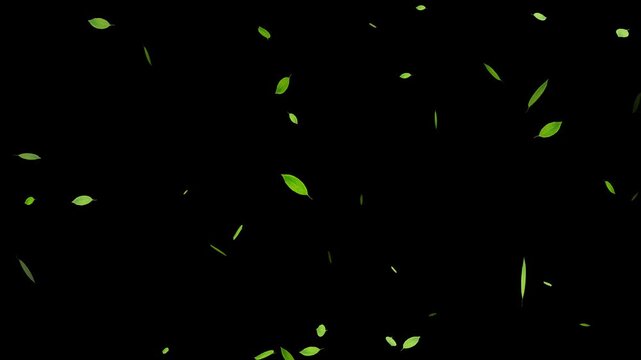 Green leaves are flying in slow motion. Green Leaves flying with Alpha Channel, Autumn spring season leaves fall,
Falling Leaves Storm &ndash; Whirlwind of Autumn Foliage Loop
