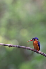 Fototapeta premium The blue-eared kingfisher (Alcedo meninting meninting ) is found in Asia, ranging across the Indian subcontinent and Southeast Asia. This photo was taken in Java, Indonesia.