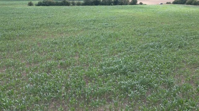Green field stretches wide under open sky