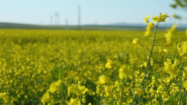 An expansive field of yellow canola flowers sways gently under a clear sky. Wind turbines are visible in the distance, suggesting agricultural and renewable energy themes. 4K