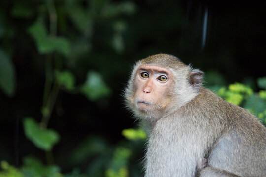 Portrait of sad monkey on dark green background of the forest. Monkeypox outbreak concept. Monkeypox is caused by monkeypox virus. Monkeypox is a viral zoonotic disease. Virus transmitted to humans.