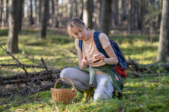 Woman forager beginner harvesting and identifying wild mushrooms in forest on seasonal food foraging, interested female picker cutting boletus stem with knife, learning how to identify edible fungi.