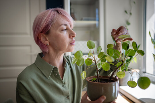 Thoughtful mature woman caring for houseplant, inspecting potted Pilea peperomioides foliage growth, focused female plant lover carefully attentively examinees plant leaves, relaxing flexible activity