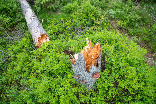 Dried half broken spruce tree trunk lies at forest meadow destroyed by hurricane and pests infestation, woodlands invaded by bark beetle, drying out dead trees fall down after storm and windfall.